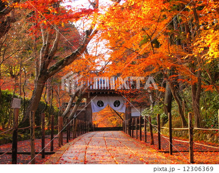 光明寺の紅葉 12306369