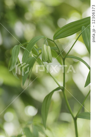 ホウチャクソウ 12306373