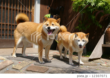 仲良しな二匹の柴犬の写真素材