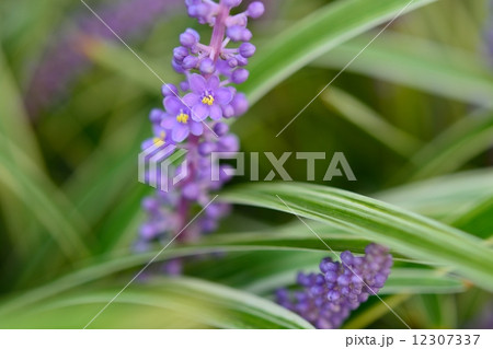 フイリヤブラン 12307337