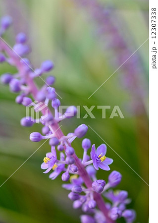 フイリヤブラン 12307338