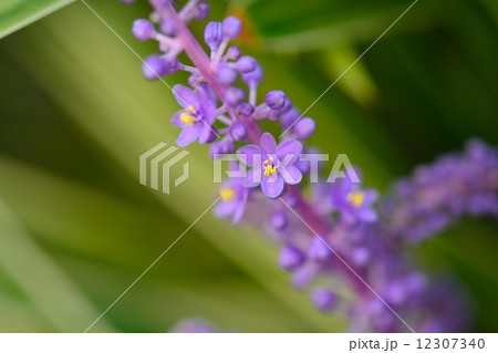 フイリヤブラン フイリヤブラン 12307340