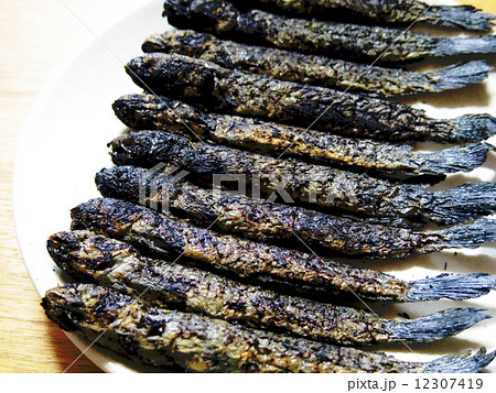 ムツゴロウの写真素材 [12307419] - PIXTA