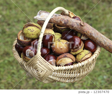 Chestnuts  in wicker basket 12307470