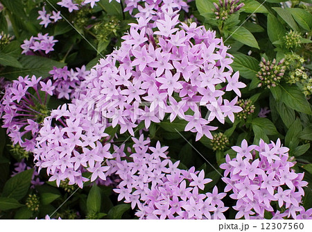 ペンタス 淡桃色 ペンタス 淡桃色 12307560