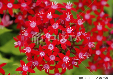 ペンタス　紅色 12307561