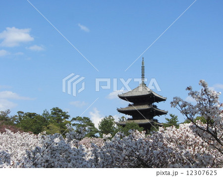 御室桜と仁和寺 12307625