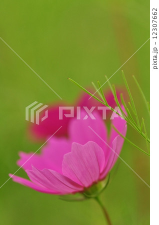 コスモス コスモス 12307662