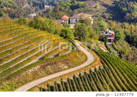 Vineyards on the hills in Piedmont, Italy. 12307779