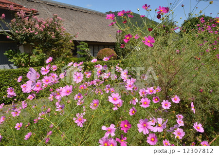 青根のコスモス園 相模原市 青根のコスモス園 相模原市 12307812