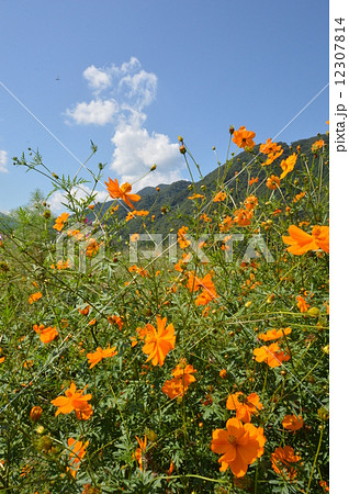 青根のコスモス園　相模原市 12307814