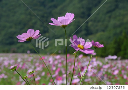 青根のコスモス園 相模原市 青根のコスモス園 相模原市 12307826