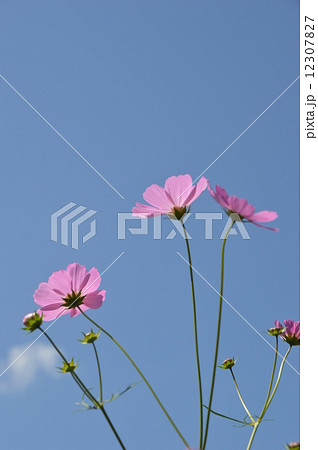青根のコスモス園 相模原市 青根のコスモス園 相模原市 12307827