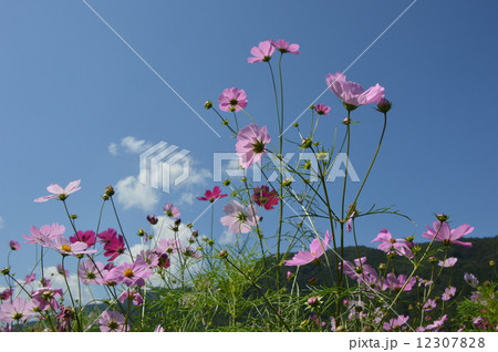 青根のコスモス園　相模原市 12307828