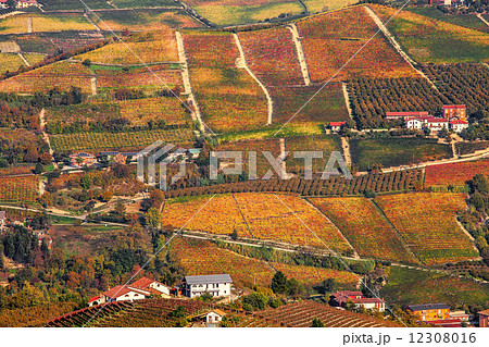 Autumnal hills and vineyards in Piedmont, Italy. 12308016