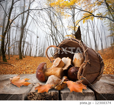 Mushrooms and autumn forest 12308374