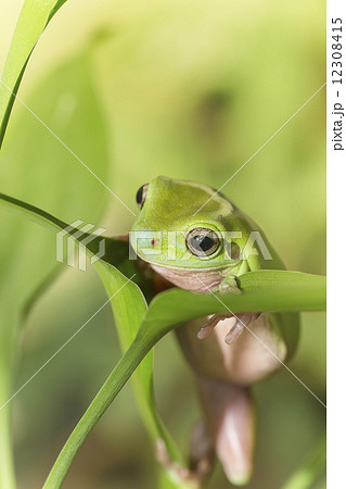 Australian Green Tree Frog Australian Green Tree Frog 12308415