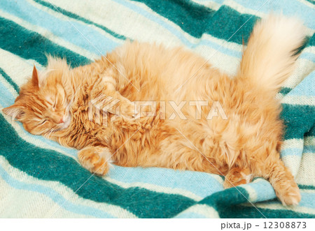 funny fluffy ginger cat sleeping on blanket funny fluffy ginger cat sleeping on blanket 12308873