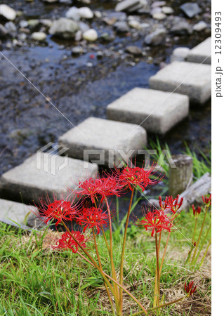 彼岸花 12309493