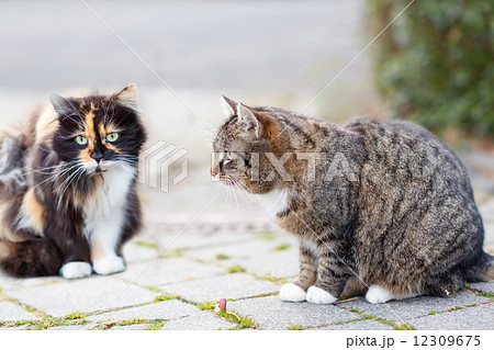 Cat on a street in the city with another cat on background 12309675