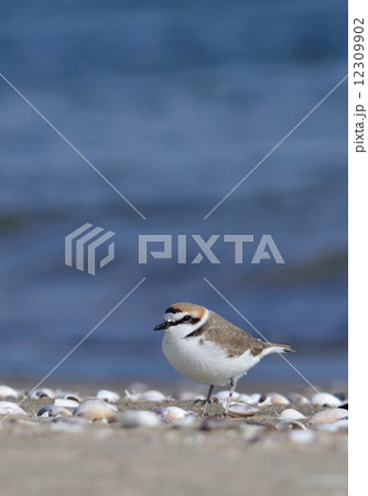 シロチドリ 12309902