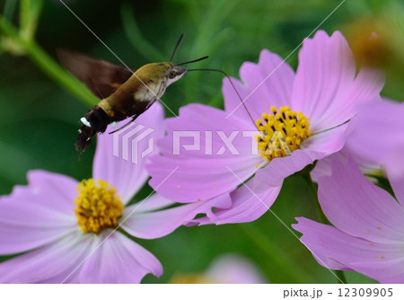 コスモスとヒメクロホウジャク 12309905
