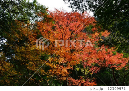 尾鈴山の紅葉 尾鈴山の紅葉 12309971