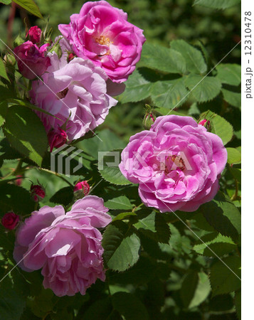 ブルボン・クイーン ブルボン・クイーン 12310478