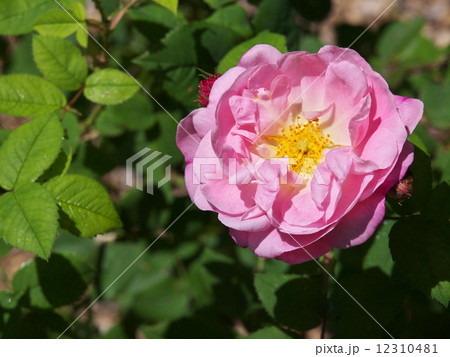 ベル・アムール 12310481