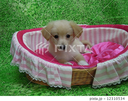 かわいい子犬 12310534