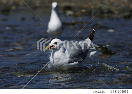 カモメ カモメ 12310691