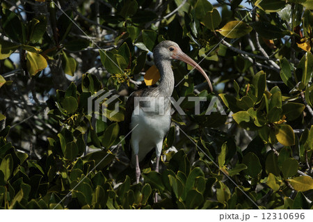 アメリカシロトキ 12310696