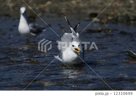 カモメ 12310699