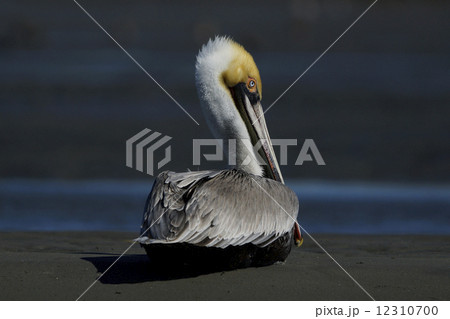 カッショクペリカン 12310700