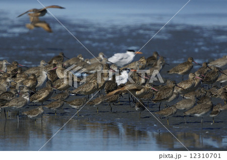 アメリカオオソリハシシギ 12310701