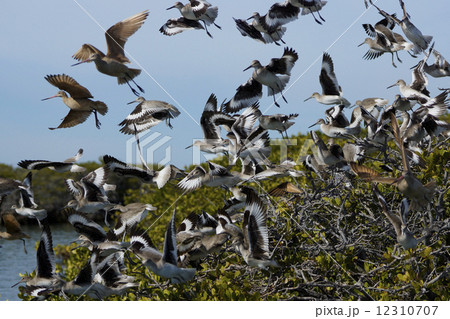 鳥の群れ 鳥の群れ 12310707