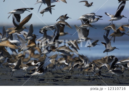 鳥の飛翔 12310716