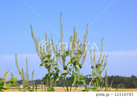 オオブタクサ オオブタクサ 12310785