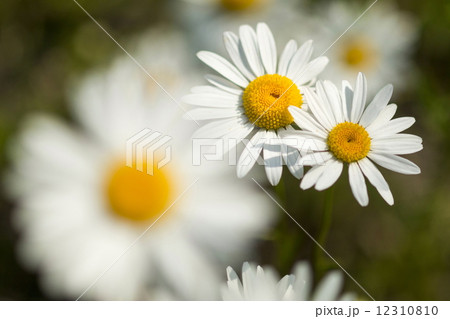 マーガレット マーガレット 12310810