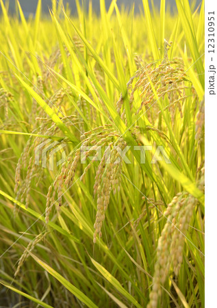 稲 稲 12310951