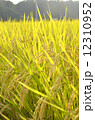 稲 12310952