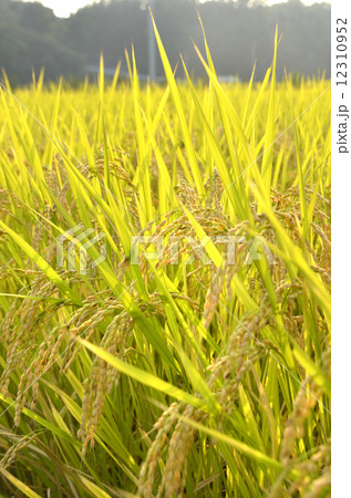 稲 稲 12310952