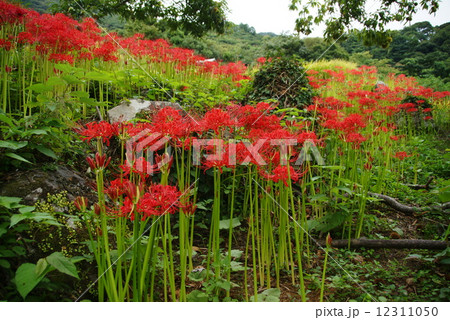 西伊豆　石部の棚田の風景 12311050