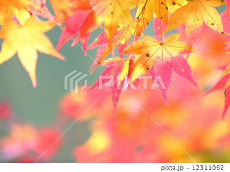紅葉 紅葉 12311062
