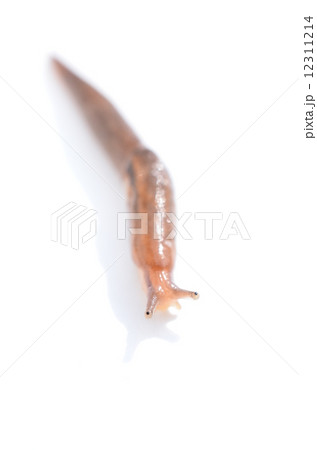 ぬるぬる～♪ 12311214