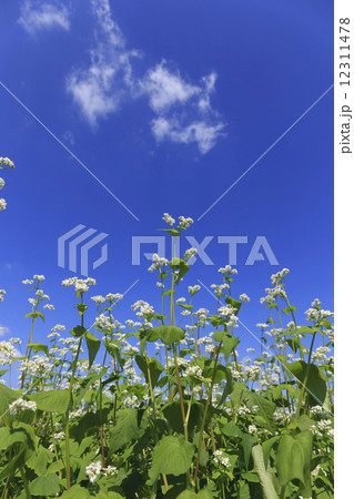 そばの花 12311478