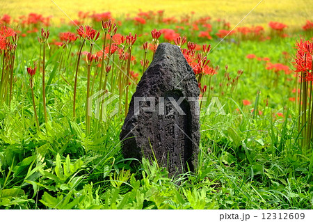 馬頭観音像 12312609