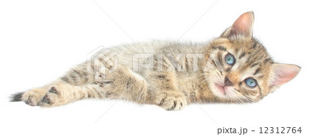 kitten 12312764