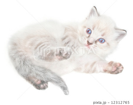 Kitten 12312765