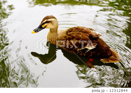 カルガモ 12312844